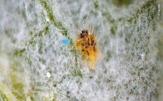 przędziorki w&nbsp;2023 r. - przędziorek chmielowiec - samica przędziorka chmielowca - malina