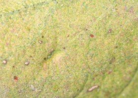 przędziorki w&nbsp;2023 r. - jabłoń - przędziorek owocowiec - silnie uszkodzony liść