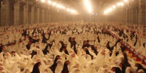 Rynek rolno-spożywczy w&nbsp;Polsce i&nbsp;Europie. Czeka nas wojna cenowa!