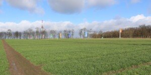 Stan zbóż po zimie 2022/2023. Mączniak w&nbsp;natarciu