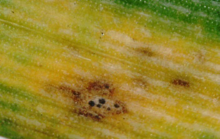 stan zbóż po zimie - septorioza paskowana liści