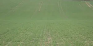 zboża ozime wiosną - pole