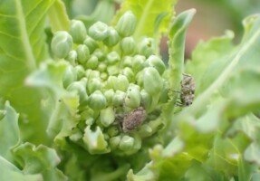 Chowacze łodygowe - chowacz czterozębny