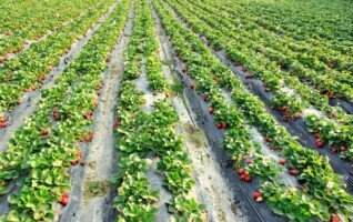 antraknoza truskawki - plantacja truskawki ze sztuczną sciółką