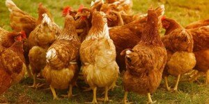 Bez cła czeka nas zapaść w&nbsp;sektorze drobiarskim. Nie ma na to zgody!