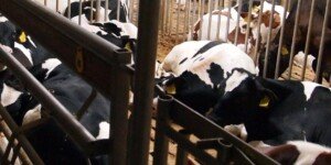 Ceny mleka w 2023 dalej spadają. Co mówi raport z pierwszego kwartału?