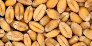 Ile kosztuje tona pszenicy? Panika zakupowa na rynkach trwa