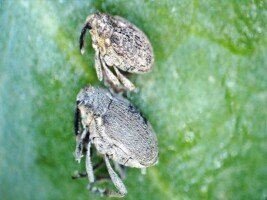 chowacze łodygowe - gatunki