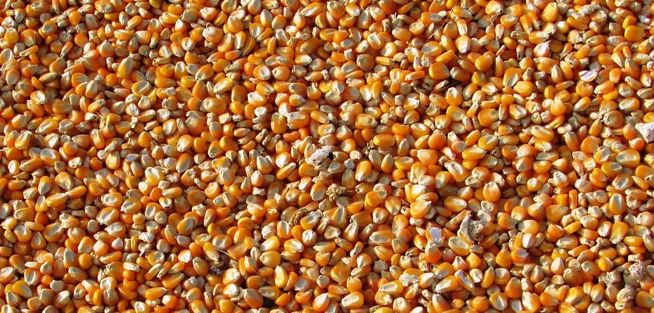 doplata-do-kukurydzy-Pixabay