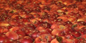 Konkurencja na rynku jabłek nie śpi. Czyli RPA rośnie w siłę