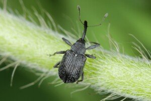 kwieciak na truskawkach - kwieciak malinowiec - chrząszcz