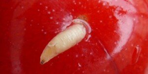 Nasionnica trześniówka w&nbsp;czereśni i&nbsp;wiśni. Kiedy zwalczać i&nbsp;czym?