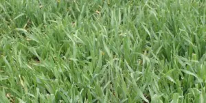 ochrona herbicydowa