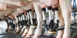 KE: producenci mleka są w trudnej sytuacji, ale nie kryzysowej