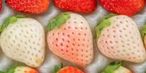Produkt premium, ale czy także nowa kategoria owoców jagodowych?