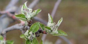 Bezstresowa uprawa roślin sadowniczych