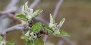 uprawa roślin sadowniczych - jabłoń - pąk kwiatowy - golden delicious