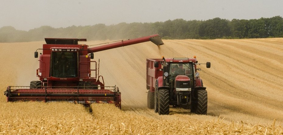 Zbiory zbóż w 2023 większe niż przed rokiem, a magazyny wciąż pełne