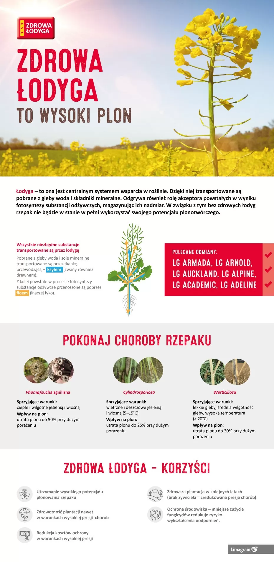 LG Zdrowa lodyga - Infografika