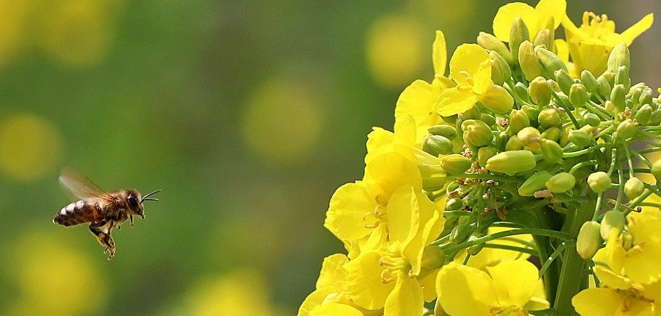 bioroznorodnosc-rzepak-pszczola-Pixabay
