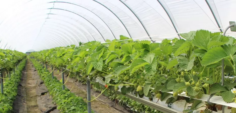 do zbioru truskawek - truskawka-plantacja tunelowa