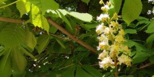 Kwitną pierwsze kasztanowce — ruszyły matury 2023