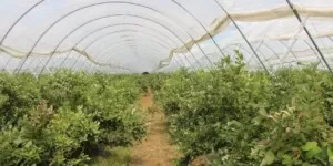piknik w borówkach - plantacja borówki pod osłonami