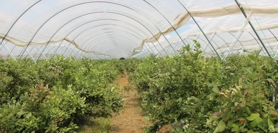 piknik w borówkach - plantacja borówki pod osłonami