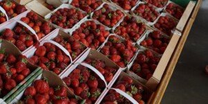 Jak określić shelf life truskawek za pomocą sztucznej inteligencji?