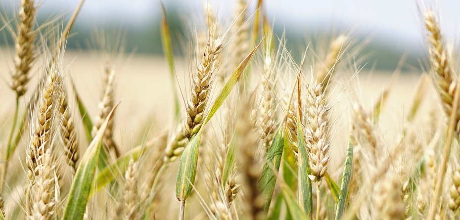 Dziś Święto Rolników i zimna Zośka