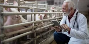 Hormonalna synchronizacja rui u&nbsp;świń