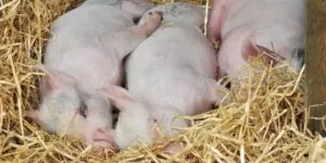 Wsparcie dla producentów trzody chlewnej. Ile wyniesie?