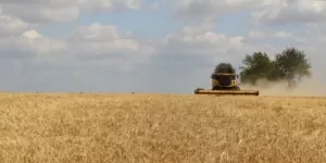 Jaka cena koszenia zboża kombajnem 2023?