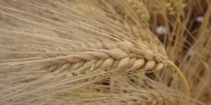 Kiedy rusza dopłata do materiału siewnego 2023?