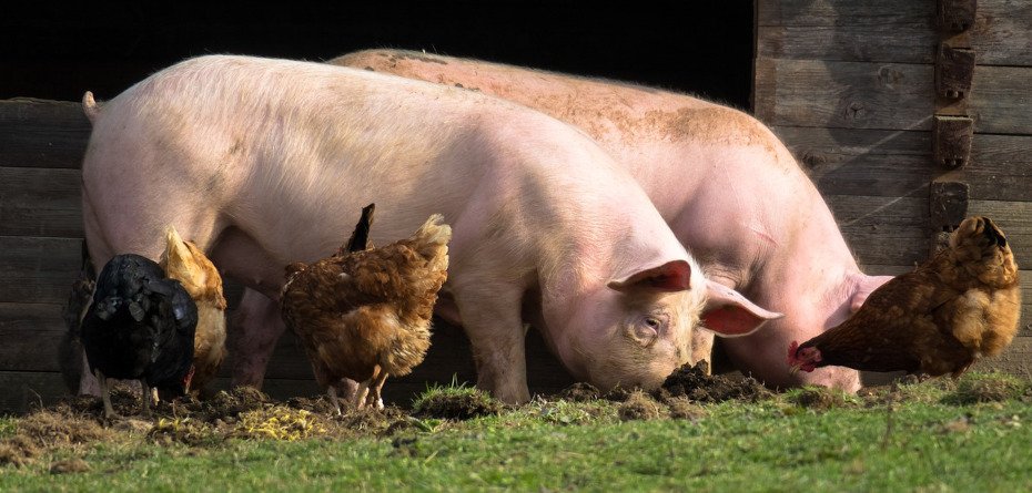 ekoschemat dobrostan zwierząt - świnie - kury - pigs