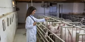 Pasożyty u&nbsp;świń – jak sobie z&nbsp;nimi poradzić?