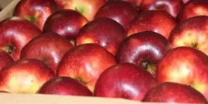 Czy sprzedamy polskie jabłka w&nbsp;Indiach, czy tracimy importera?