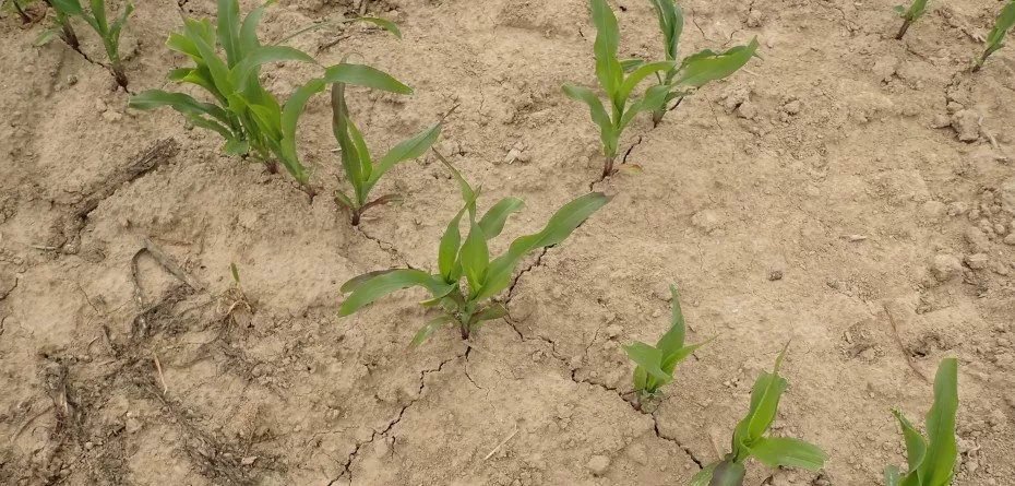 Reakcja kukurydzy na suszę. Jak ograniczyć efekt stresu?