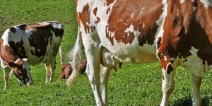 Rynek mleka 2023. Kiedy ceny będą lepsze?