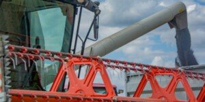 Rzepak z&nbsp;nowych zbiorów — sprzedawać czy trzymać?