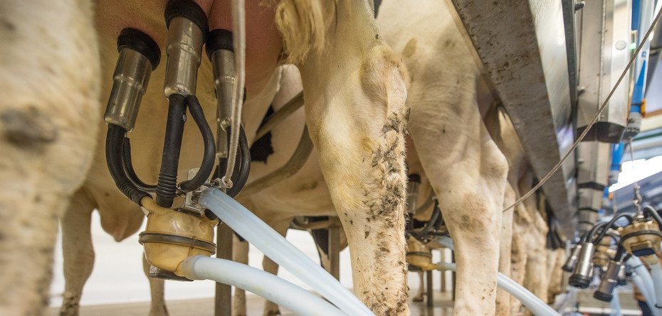 dopłata do krów mlecznych - krowa - krowy - mleko - milk