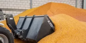 Jakie ceny kukurydzy fot. T. Koźdub