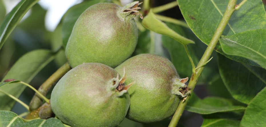 Plon gruszek 2023 w Europie. Kto będzie miał problem?