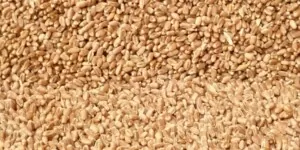 Sprzedaż zbóż z&nbsp;dopłatą — nabór wniosków jeszcze przez 10 dni