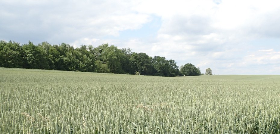 zatrzymać wodę w glebie - zadrzewienie śródpolne