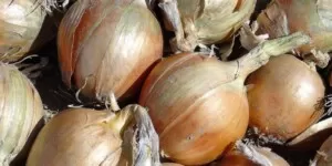 cena 1 kg cebuli - cebula