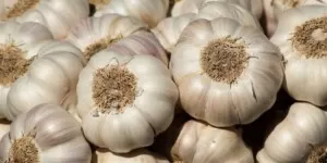 ceny czosnku - garlic - czosnek - główki czosnku