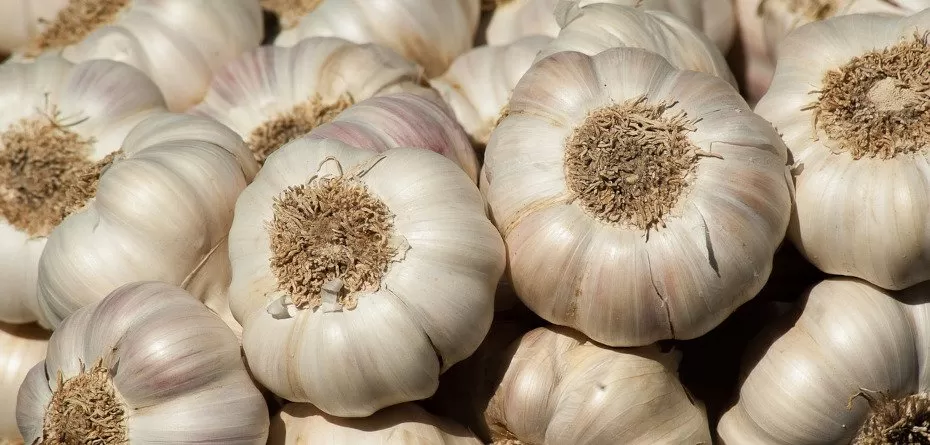 ceny czosnku - garlic - czosnek - główki czosnku