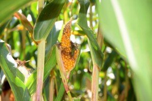choroby kukurydzy