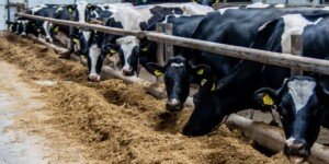 Co z cenami mleka? Kryzys w mleczarstwie się pogłębia